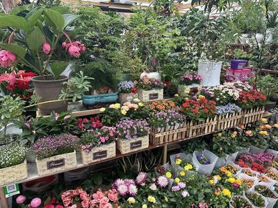 春風有信花為禮，婦女節(jié)鮮花銷售持續(xù)升溫