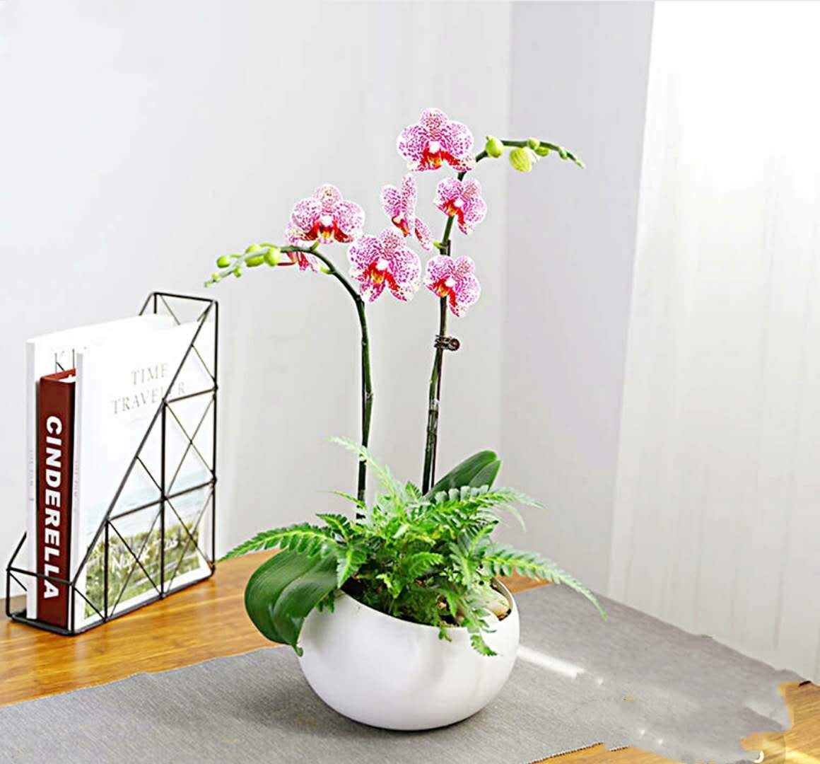 禮品花卉銷售指南 蝴蝶蘭、君子蘭等精品花卉的選擇與養(yǎng)護