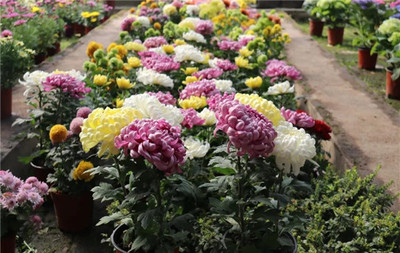 南方種什么致富花好看又好養(yǎng)？探索南方花卉種植的致富之道與禮品花卉銷售