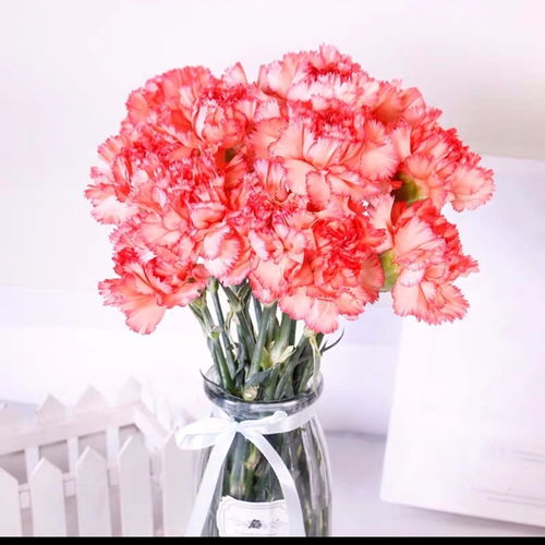 康乃馨 三八節禮物的溫馨之選，從基地直達家居的鮮花藝術