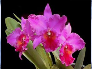 鮮花送老師 從美術課件到禮品花卉銷售的創意橋梁